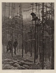 Springender Auerhahn in Nordeuropa